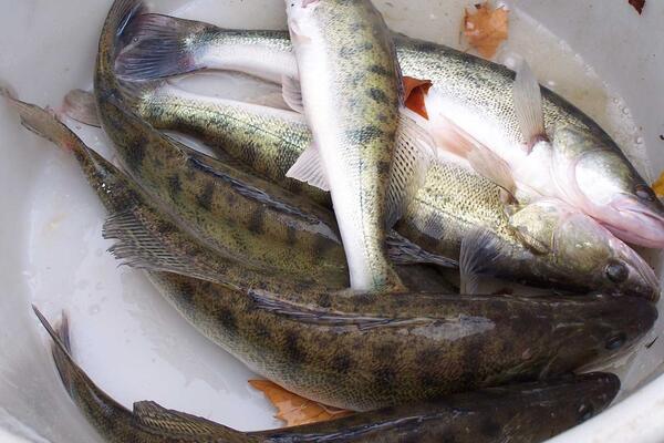 Erntezeit im Feuersee Stuttgart