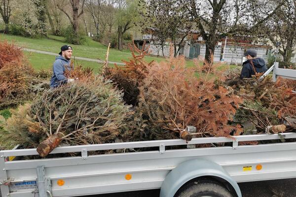 Tannenbäume auf Anhänger