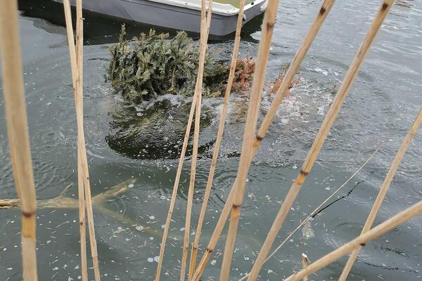 Tannenbaum wird versenkt