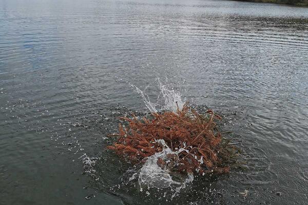 Tannenbaum wird versenkt