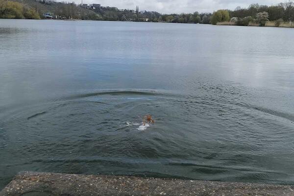 Tannenbaum wird versenkt