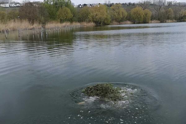 Tannenbaum wird versenkt