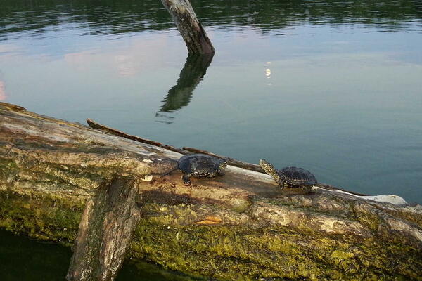 einheimische europäische Sumpfschildkröten im Max-Eyth-See vor 2019