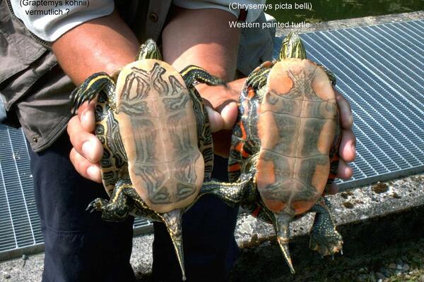 Schmuckbauchschildkröte