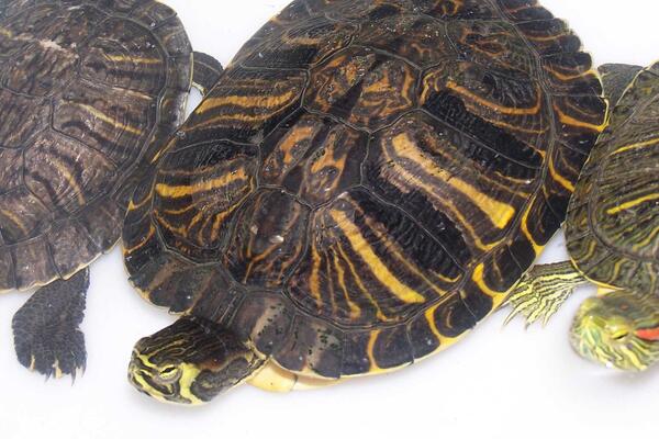 Gelbwangenschildkröte