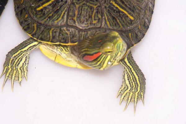 Rotwangenschildkröte