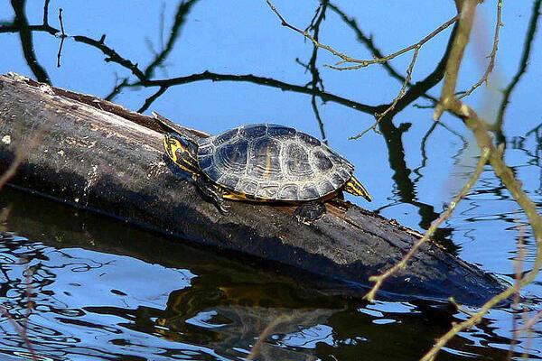 Schildkröte am Bärensee