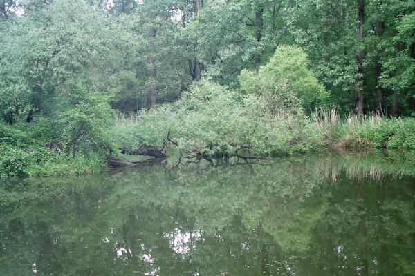 Altwasser klein links