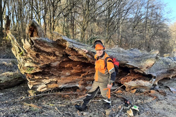 Die versunkene Eiche auf dem Trockenen