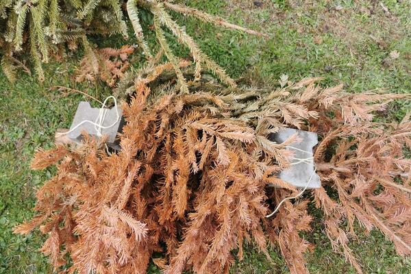 Beschwerter Tannenbaum
