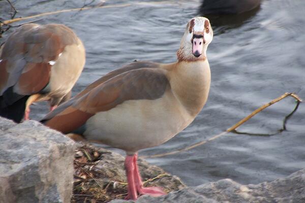 Nilgans