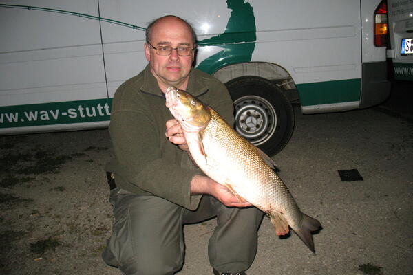 Barbe aus dem Neckar bei Stuttgart