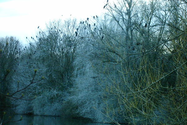 Kormorane Max-Eyth_See