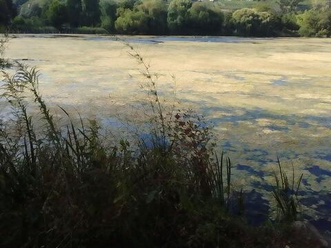 wiese2