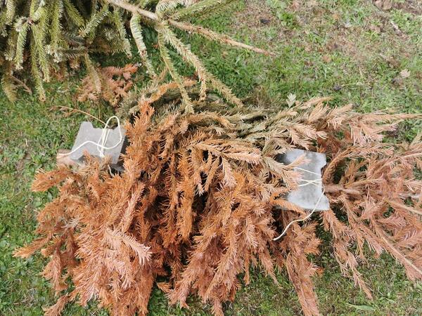 Beschwerter Tannenbaum