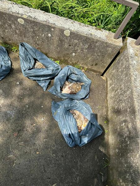 Tote Karpfen nach der Bergung