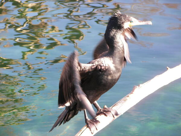 Kormoran