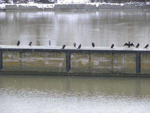 Kormoran